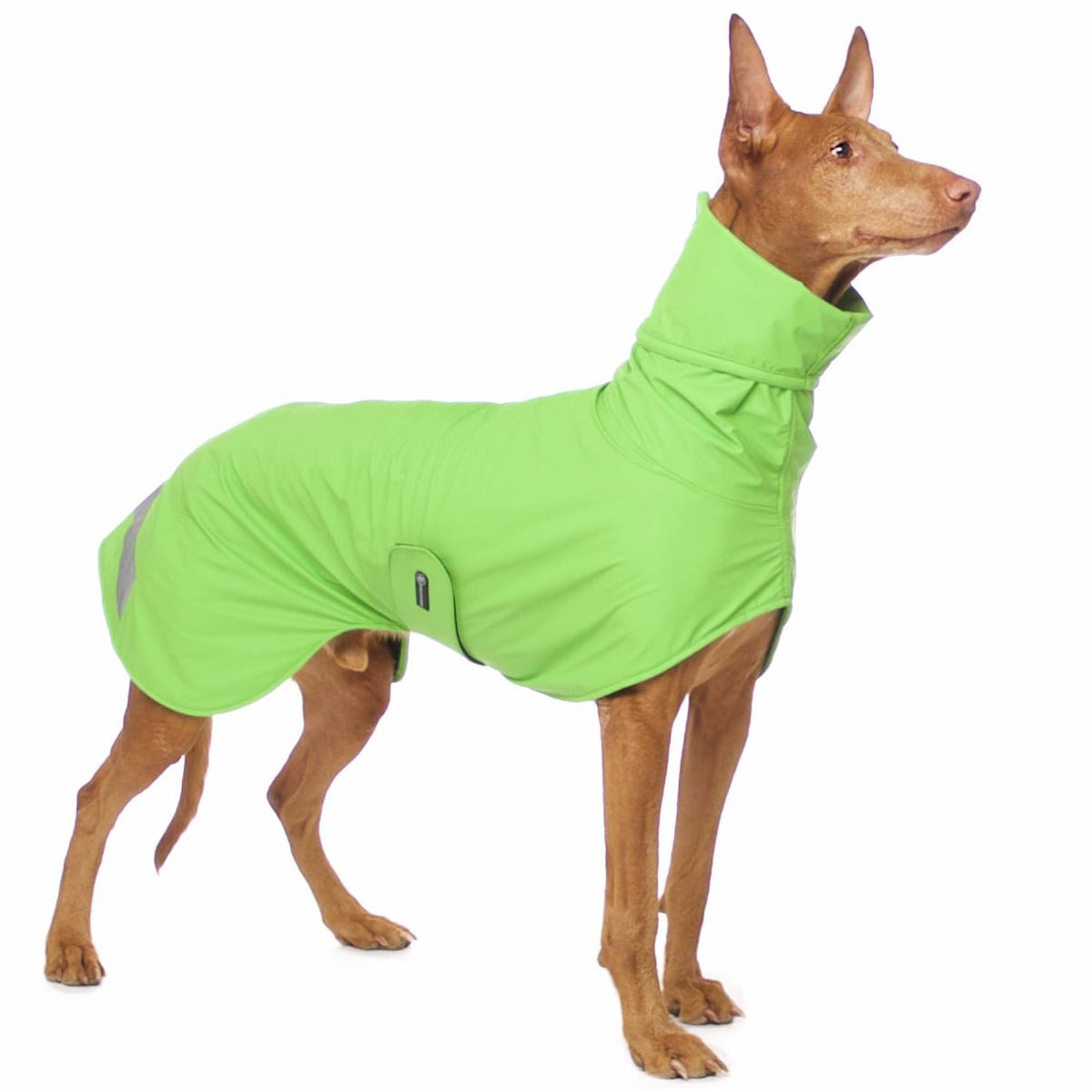 GREEN "SOFA DOG WEAR MICHAEL EXTRARAIN 02" RAINCOAT FOR WHIPPET, GALGO