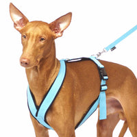 PADDED BIB FOR WHIPPET NEON ORANGE AND BLACK ANTI-FUGA