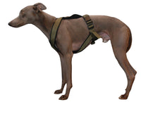 PADDED BIB FOR WHIPPET NEON ORANGE AND BLACK ANTI-FUGA