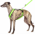 PADDED BIB FOR WHIPPET NEON ORANGE AND BLACK ANTI-FUGA