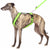 PADDED BIB FOR WHIPPET NEON ORANGE AND BLACK ANTI-FUGA