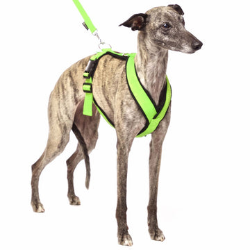 PADDED BIB FOR WHIPPET NEON ORANGE AND BLACK ANTI-FUGA