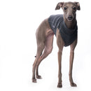 MAGLIETTA IN COTONE "DG COTTON UNDERWEAR" GRAFIT PLI, WHIPPET, LEVRIERO-2