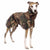 REGENMANTEL "SOFA DOG WEAR MICHAEL EXTRARAIN 02" GRAU FÜR PLI, WHIPPET, GALGO, WINDHUND 