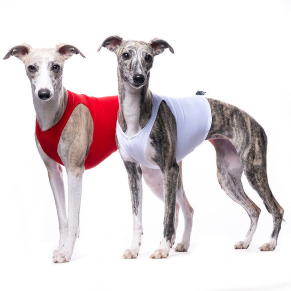 RENNSHIRTS/GUALDRAPPE SET FÜR PLI, WHIPPET, GREYHOUND