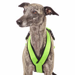 PADDED BIB FOR WHIPPET NEON ORANGE AND BLACK ANTI-FUGA