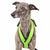 PADDED BIB FOR WHIPPET NEON ORANGE AND BLACK ANTI-FUGA