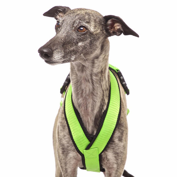 PADDED BIB FOR WHIPPET NEON ORANGE AND BLACK ANTI-FUGA