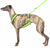 PADDED BIB FOR WHIPPET NEON ORANGE AND BLACK ANTI-FUGA