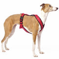 PADDED BIB FOR WHIPPET NEON ORANGE AND BLACK ANTI-FUGA