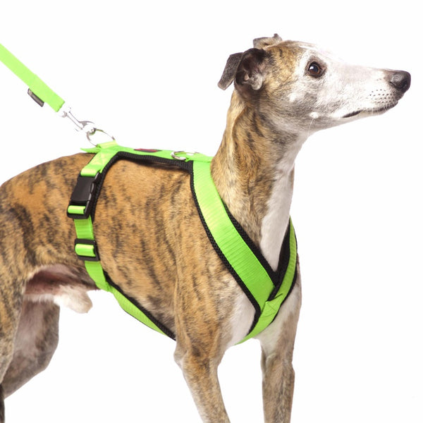 PETTORINA IMBOTTITA PER LEVRIERO "SOFA SPORTS HARNESS Y" VERDE