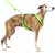 PADDED BIB FOR WHIPPET NEON ORANGE AND BLACK ANTI-FUGA