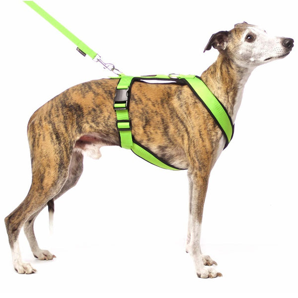 PADDED BIB FOR WHIPPET NEON ORANGE AND BLACK ANTI-FUGA