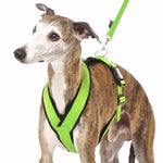 PADDED BIB FOR WHIPPET NEON ORANGE AND BLACK ANTI-FUGA