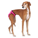"EVE SOFA" PANTS FOR PLI, WHIPPET, GREYHOUND-5
