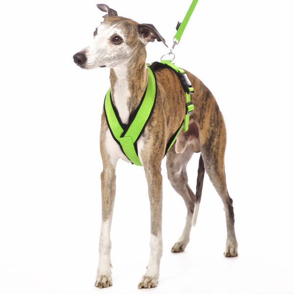 PADDED BIB FOR WHIPPET NEON ORANGE AND BLACK ANTI-FUGA