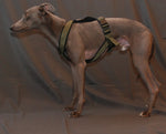 PADDED BIB FOR WHIPPET NEON ORANGE AND BLACK ANTI-FUGA