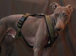 PADDED BIB FOR WHIPPET NEON ORANGE AND BLACK ANTI-FUGA