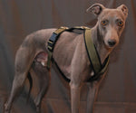 PADDED BIB FOR WHIPPET NEON ORANGE AND BLACK ANTI-FUGA