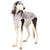 GRAY MELANGE "SOFA CHICO" SOFT SHELL T-SHIRT FOR WHIPPET, GALGO AND GREYGOUND