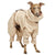TUTA INVERNALE IMPERMEABILE "SOFA KELLY IG SNOW" BEIGE PER PICCOLO LEVRIERO ITALIANO