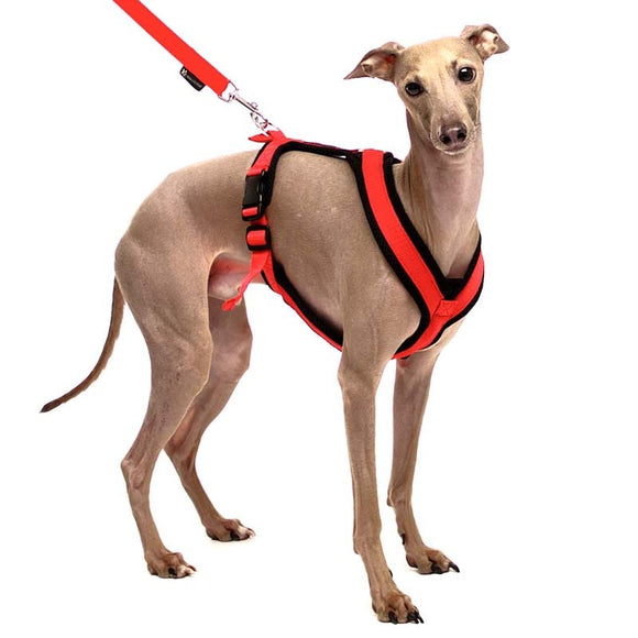 SCHWARZES GEPOLSTERTES GESCHIRR FÜR KLEINEN ITALIENISCHEN WINDHUND MIT GRÜNEM HAHN