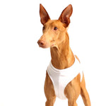 T-SHIRTS/GUALDRAPPE COURSING "SOFA STRETCH" FOR PLI, WHIPPET, GREYHOUND