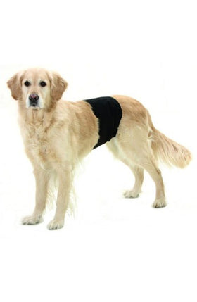 KARLIE INDOOR DOG BAND
