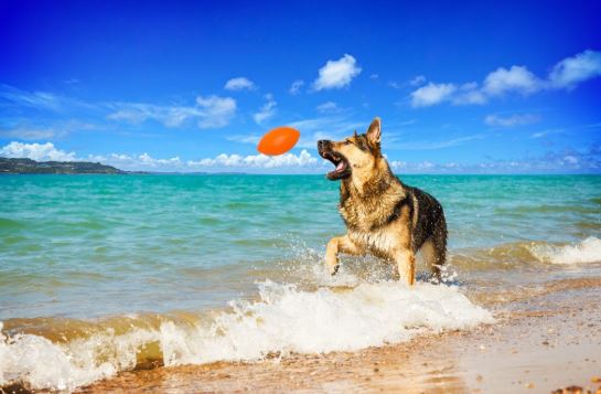 PITCHDOG GAME BALL PALLINA OVALE PER CANI GALLEGGIANTE 9 CM