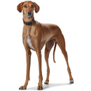 DUNKELBRAUNES "HUNTER COLLAR SUPER SOFT" LEDERHALSBAND FÜR PLI, WHIPPET, GALGO UND WINDHUND -4