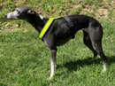 PADDED BIB FOR WHIPPET NEON YELLOW AND BLACK ANTI-FUGA-1