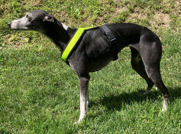PADDED BIB FOR WHIPPET NEON YELLOW AND BLACK ANTI-FUGA