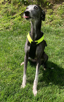 PADDED BIB FOR WHIPPET NEON YELLOW AND BLACK ANTI-FUGA-2