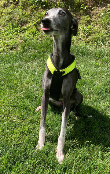 PADDED BIB FOR WHIPPET NEON YELLOW AND BLACK ANTI-FUGA