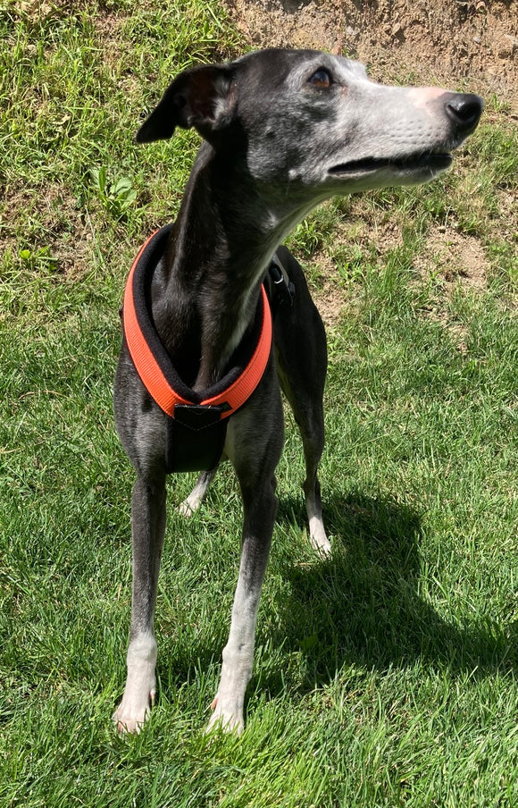 GEPOLSTERTER Lätzchen FÜR WHIPPET NEON ORANGE UND SCHWARZ ANTI-FUGA
