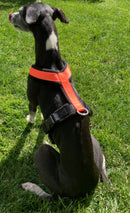 GEPOLSTERTER Lätzchen FÜR WHIPPET NEON ORANGE UND SCHWARZ ANTI-FUGA-3
