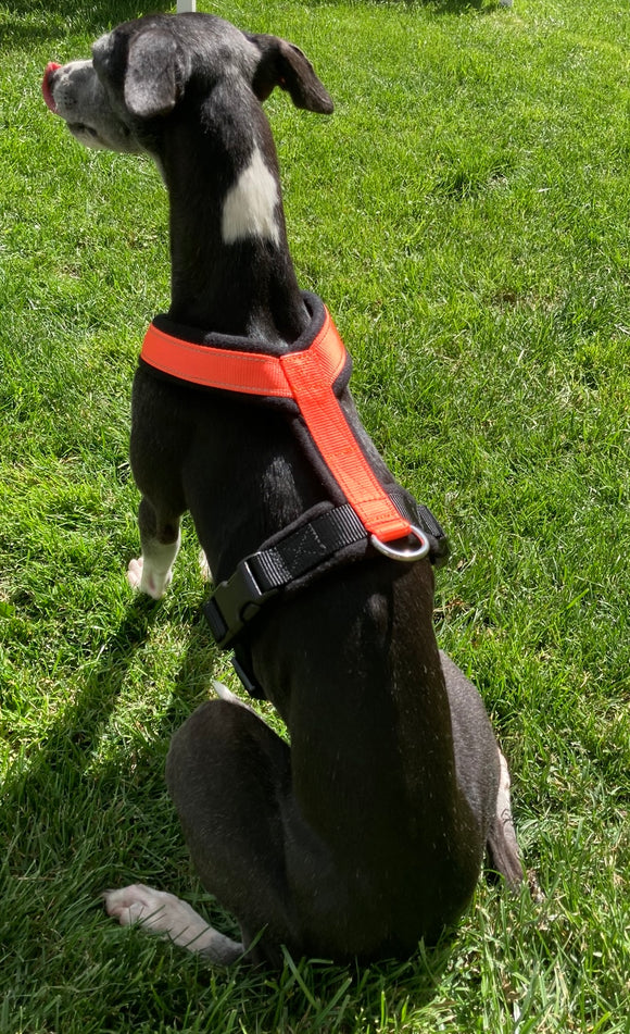 GEPOLSTERTER Lätzchen FÜR WHIPPET NEON ORANGE UND SCHWARZ ANTI-FUGA