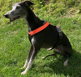 PADDED BIB FOR WHIPPET NEON ORANGE AND BLACK ANTI-FUGA