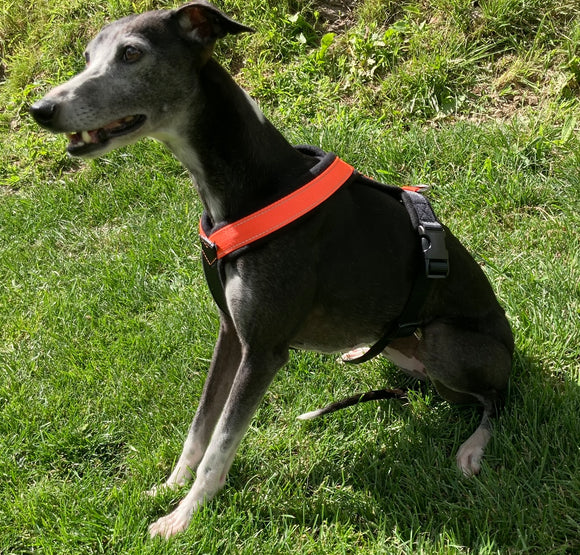 GEPOLSTERTER Lätzchen FÜR WHIPPET NEON ORANGE UND SCHWARZ ANTI-FUGA