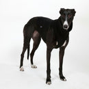BLACK "DG UNDERWEAR EXTRA WARM" T-SHIRT FOR PLI, WHIPPET, GREYHOUND-3