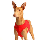 T-SHIRTS/GUALDRAPPE COURSING "SOFA STRETCH" FÜR PLI, WHIPPET, WINDHUND-1