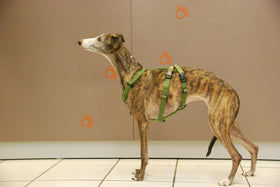HAQIHANA GREEN DOUBLE H ANTI-FUGE HARNESS