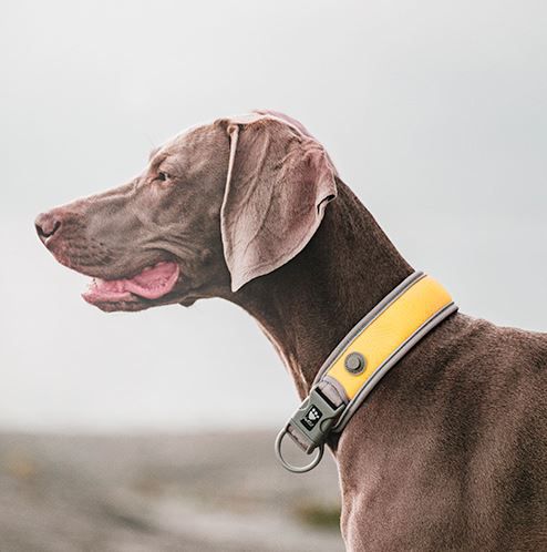 HURTTA ADVENTURE SOLE DOG COLLAR
