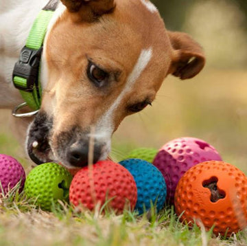 Buddy Wild Giochi per Cani, con Palla per Cane Porta Premi – Giochi per  Cani Resistenti in Corda per Cani 100% Naturale – Giochi per Cani Cuccioli  e