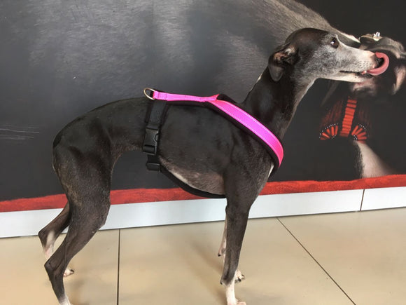 PADDED BIB FOR WHIPPET NEON PINK AND BLACK ANTI-FUGA