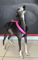 PADDED BIB FOR WHIPPET NEON PINK AND BLACK ANTI-FUGA-1