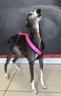 PADDED BIB FOR WHIPPET NEON PINK AND BLACK ANTI-FUGA