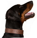 HUNDEHALSBAND ICH LIEBE MEINEN HUND "TOSKANA" MILITÄRGRÜN-4