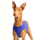 BLUE "SOFA STRETCH" COURSING T-SHIRTS/GUALDRAPPE FOR PLI, WHIPPET, GREYHOUND-1