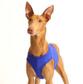 BLUE "SOFA STRETCH" COURSING T-SHIRTS/GUALDRAPPE FOR PLI, WHIPPET, GREYHOUND